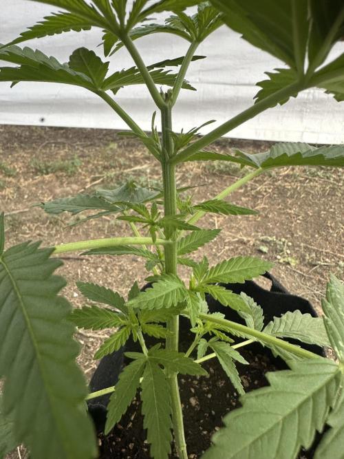 Genius Juice x C99 Outdoor Grow. Week 5