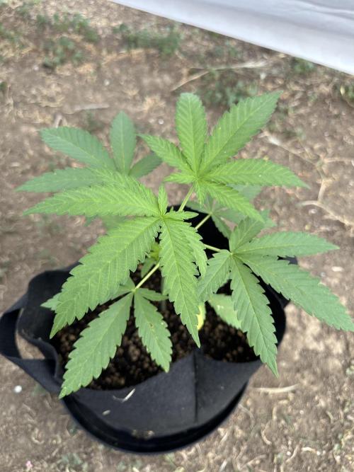 Genius Juice x C99 Outdoor Grow. Week 5