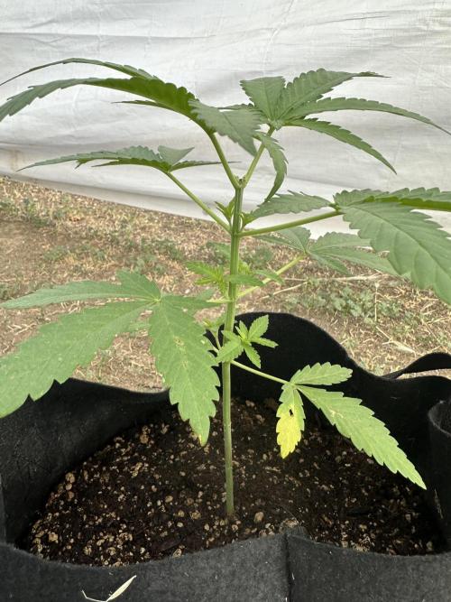 Genius Juice x C99 Outdoor Grow. Week 5