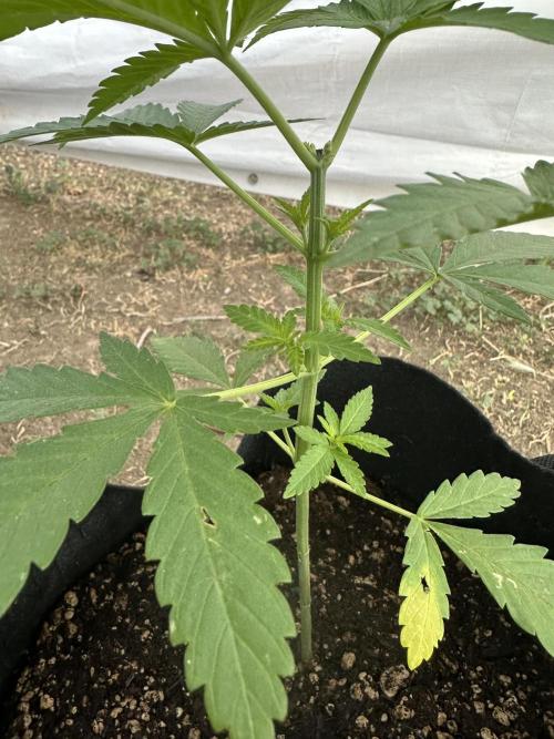 Genius Juice x C99 Outdoor Grow. Week 5