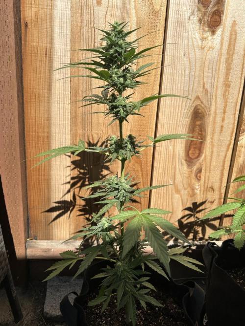 Slime Machine Outdoor Grow. Week 8