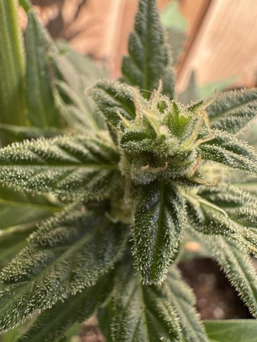Slime Machine Outdoor Grow. Week 8