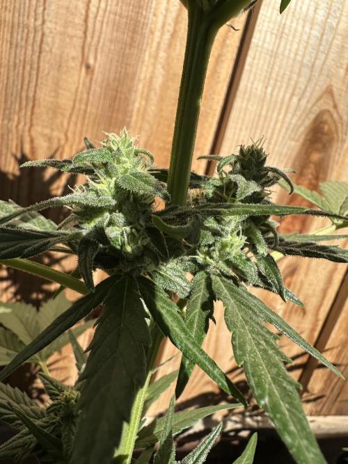 Slime Machine Outdoor Grow. Week 8
