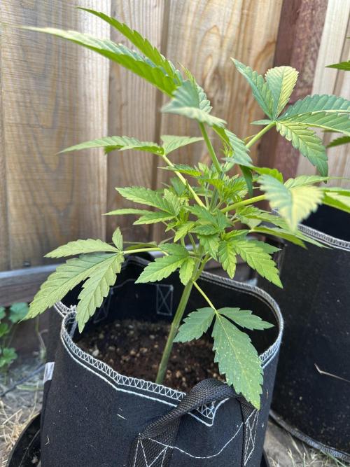 Big Rootz. Week 5