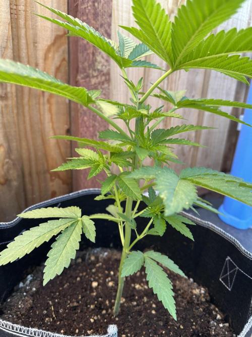 Gorilla Melon. Week 5