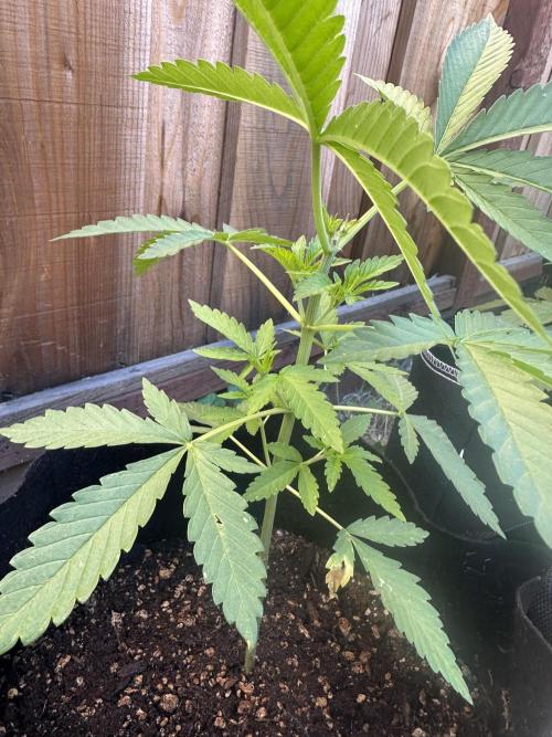 Genius Juice x C99 Outdoor Grow. Week 5