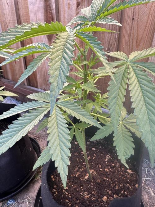Genius Juice x C99 Outdoor Grow. Week 5