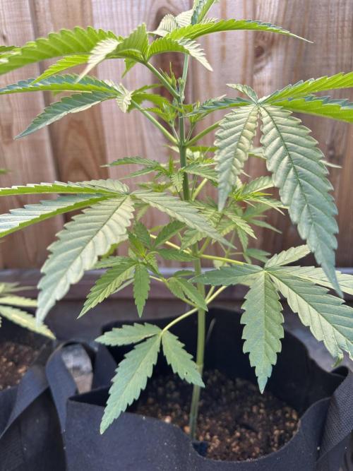 Genius Juice x C99 Outdoor Grow. Week 5