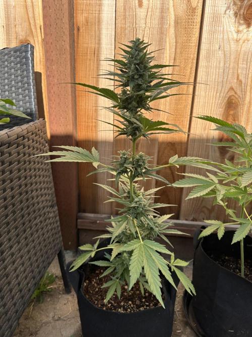 Slime Machine Outdoor Grow. Week 9