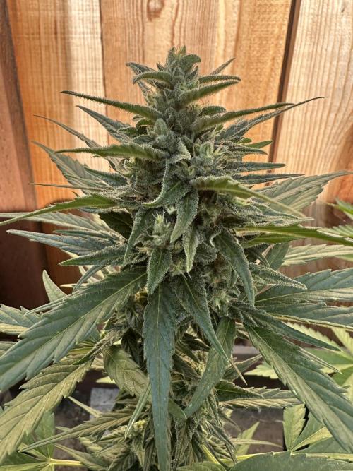 Slime Machine Outdoor Grow. Week 9