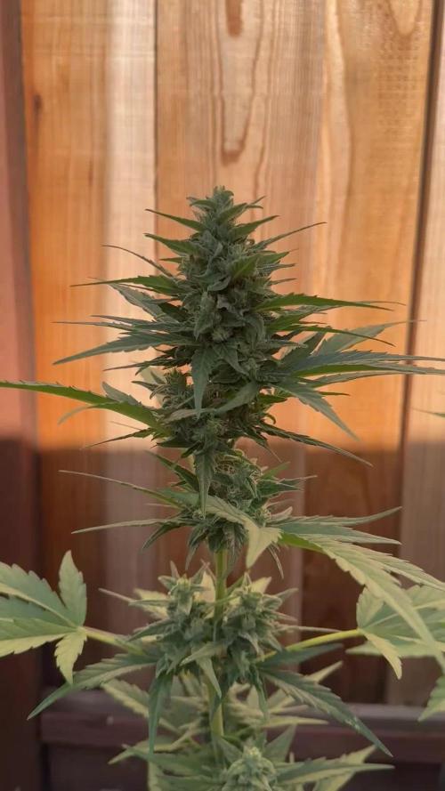 Slime Machine Outdoor Grow