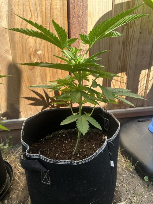 Gorilla Melon Outdoor Grow. Week 5