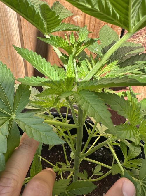 Gorilla Melon. Week 5