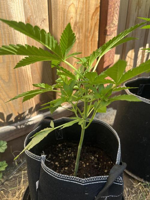 Fast Buds Mix Pack FF Outdoor. Week 5