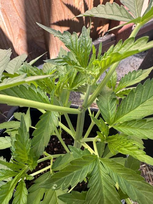 Big Rootz. Week 5