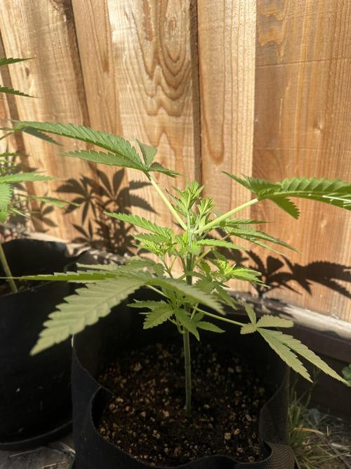 Genius Juice x C99 Outdoor Grow. Week 5