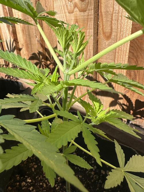 Genius Juice x C99 Outdoor Grow. Week 5