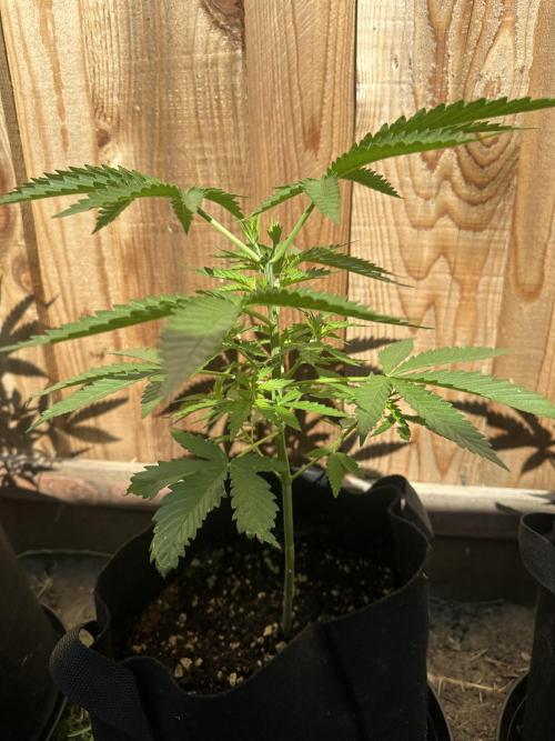 Genius Juice x C99 Outdoor Grow. Week 5
