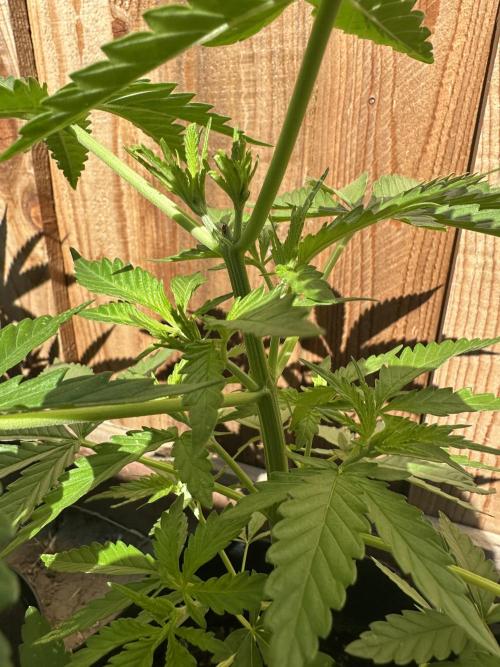 Genius Juice x C99 Outdoor Grow. Week 5