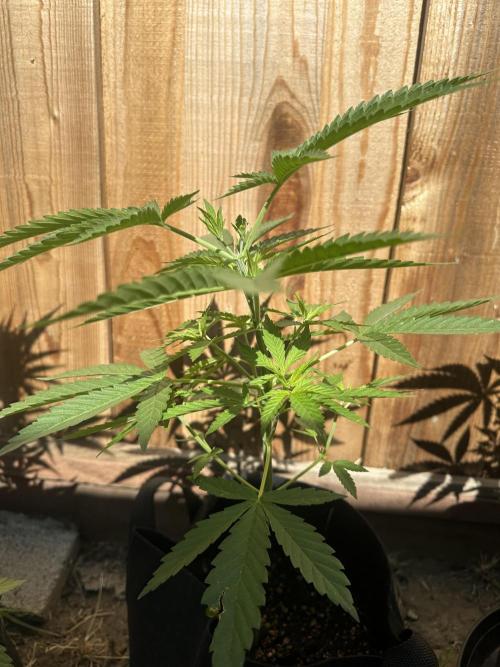 Genius Juice x C99 Outdoor Grow. Week 5