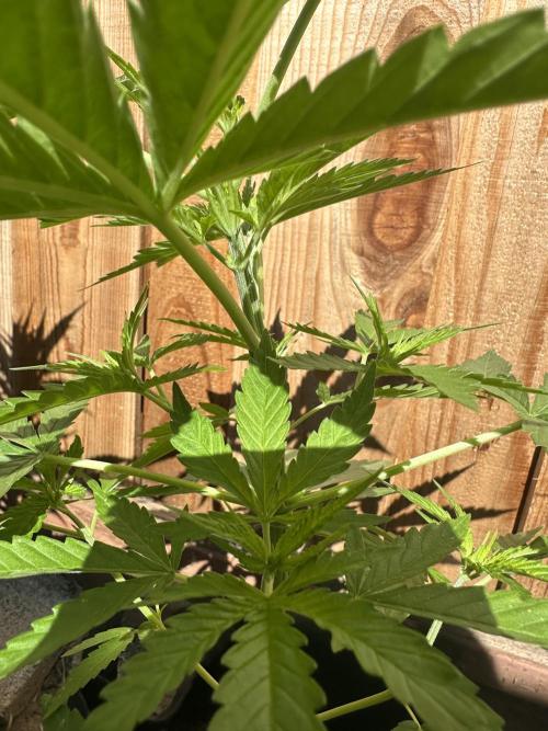 Genius Juice x C99 Outdoor Grow. Week 5
