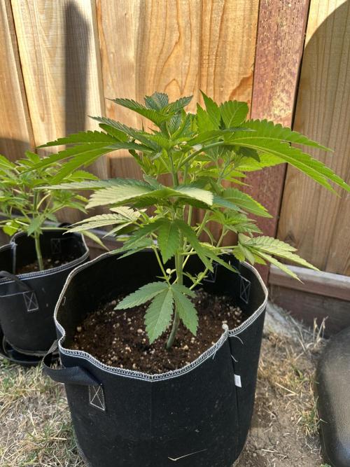 Gorilla Melon Outdoor Grow. Week 6