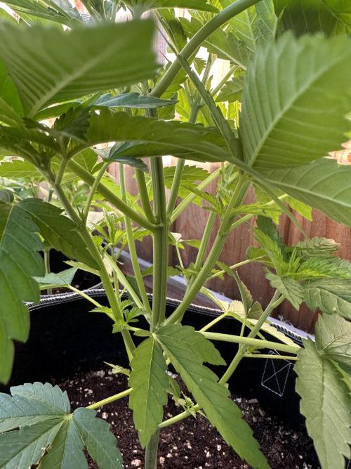Gorilla Melon Outdoor Grow. Week 6