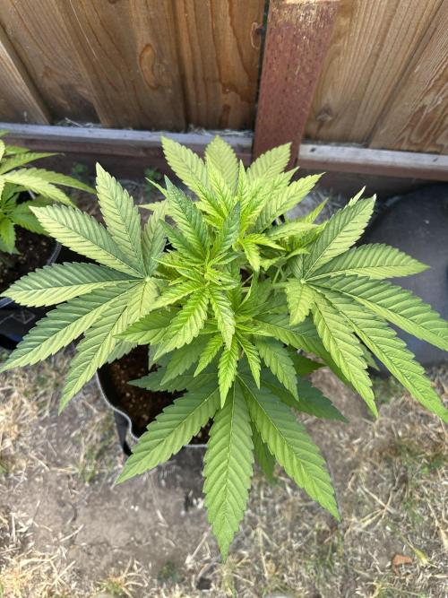 Gorilla Melon. Week 6