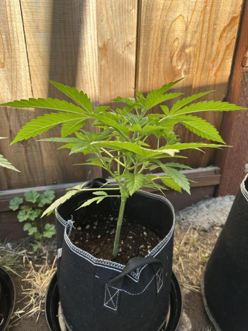 Fast Buds Mix Pack FF Outdoor. Week 6