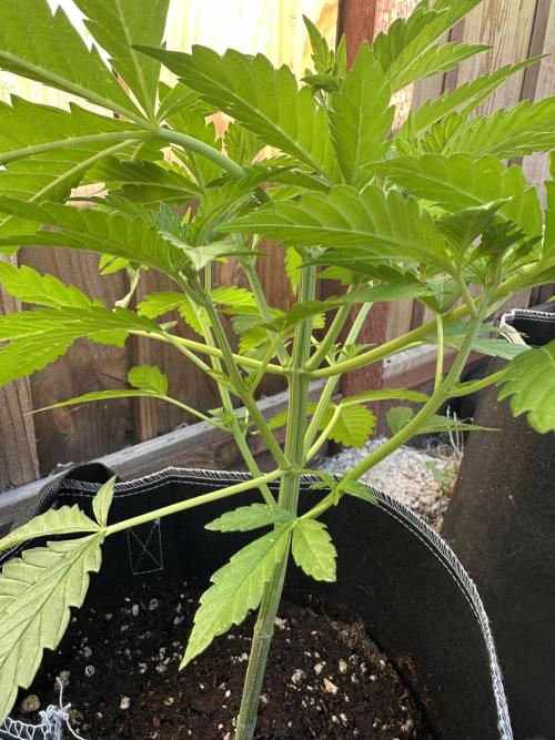 Fast Buds Mix Pack FF Outdoor. Week 6