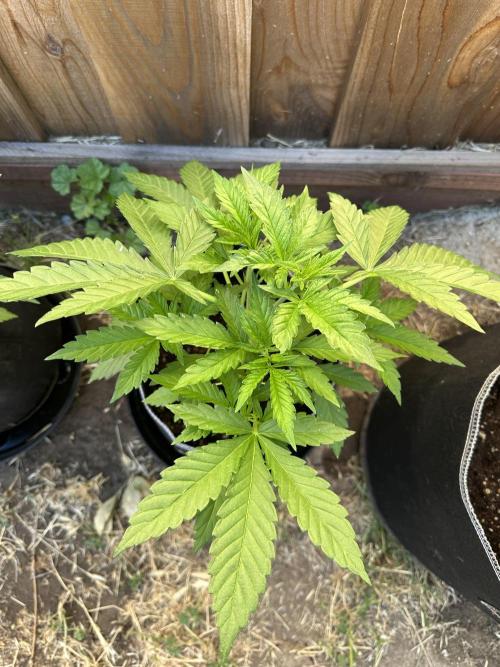 Fast Buds Mix Pack FF Outdoor. Week 6