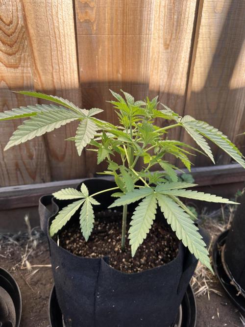 Genius Juice x C99 Outdoor Grow. Week 6
