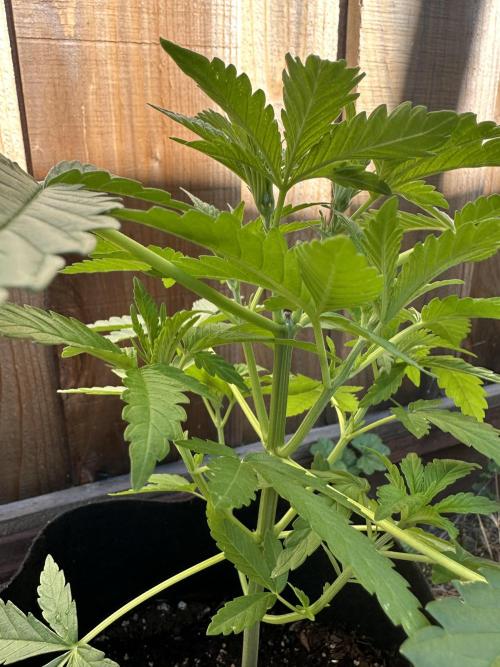 Genius Juice x C99 Outdoor Grow. Week 6