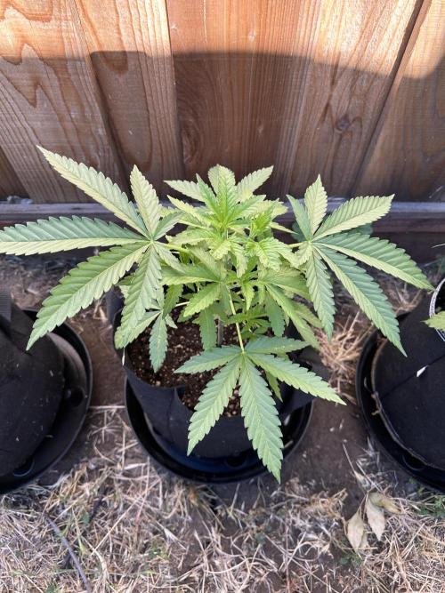 Genius Juice x C99 Outdoor Grow. Week 6