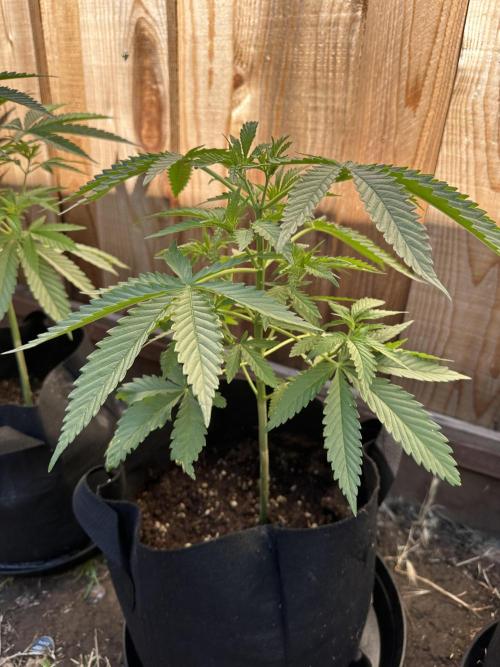 Genius Juice x C99 Outdoor Grow. Week 6