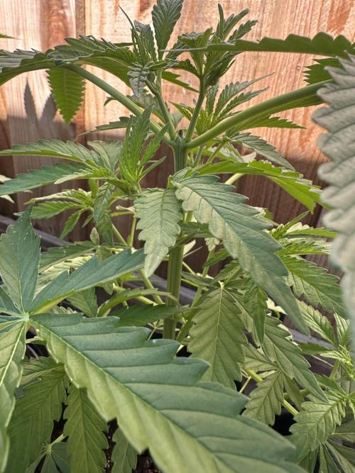Genius Juice x C99 Outdoor Grow. Week 6