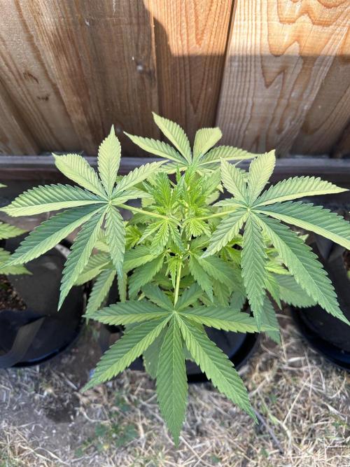 Genius Juice x C99 Outdoor Grow. Week 6