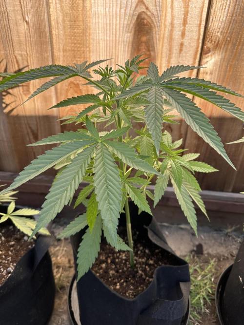 Genius Juice x C99 Outdoor Grow. Week 6