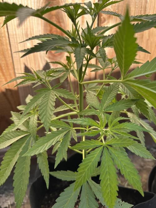Genius Juice x C99 Outdoor Grow. Week 6