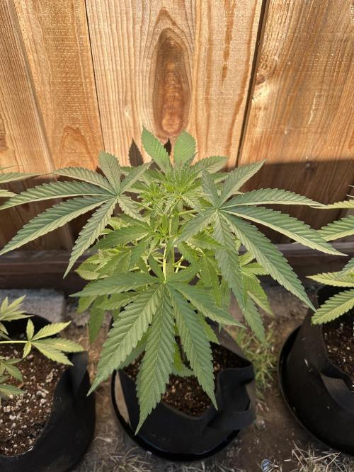 Genius Juice x C99 Outdoor Grow. Week 6