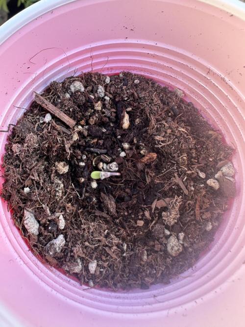 Bubblegum Auto Outdoor. Week 1