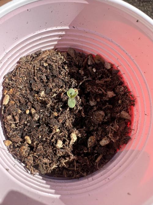 Bubblegum Auto Outdoor. Week 1