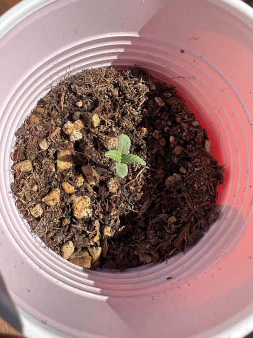 BubbleGum Auto. Week 1