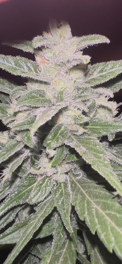 Slime Machine Outdoor Grow. Week 9
