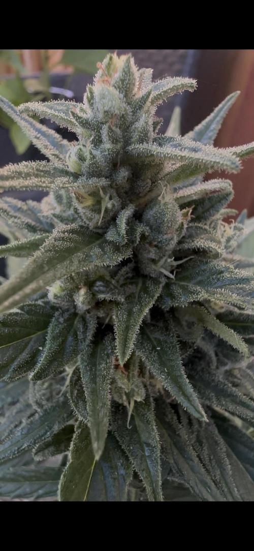 Slime Machine Outdoor Grow. Week 9