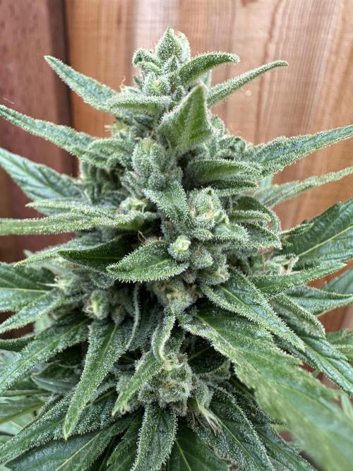 Slime Machine Outdoor Grow. Week 10