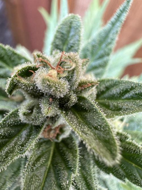 Slime Machine Outdoor Grow. Week 10