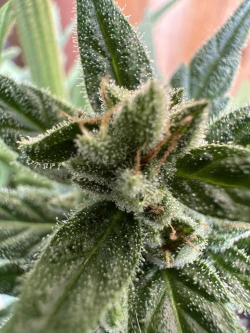 Slime Machine Outdoor Grow. Week 10
