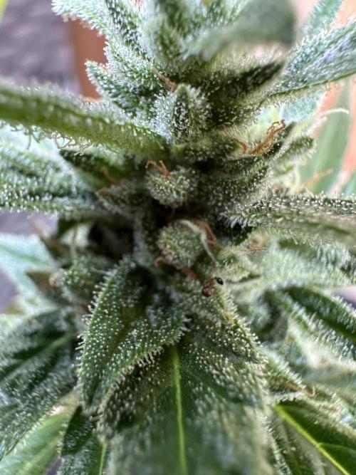Slime Machine Outdoor Grow. Week 10