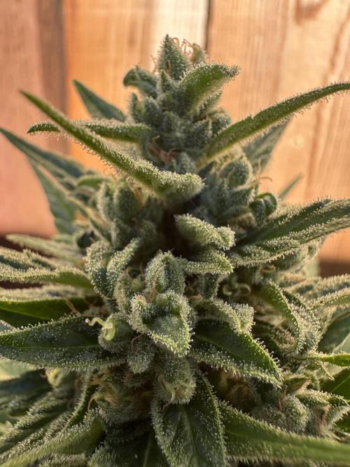 Slime Machine Outdoor Grow. Week 10